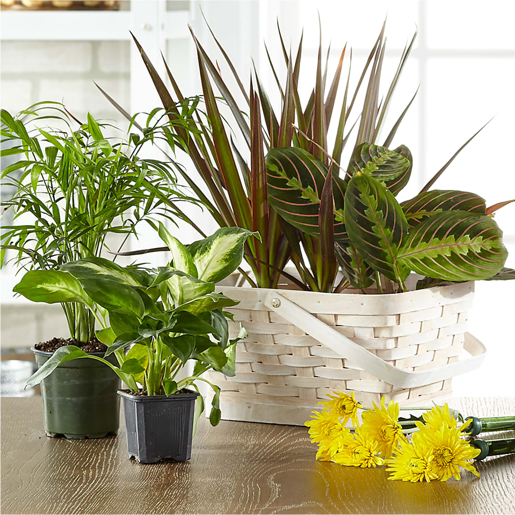 Florist Designed Blooming and Green Plants in a Basket – MAGGIE'S FLORIST AND GIFTS, Decatur AL