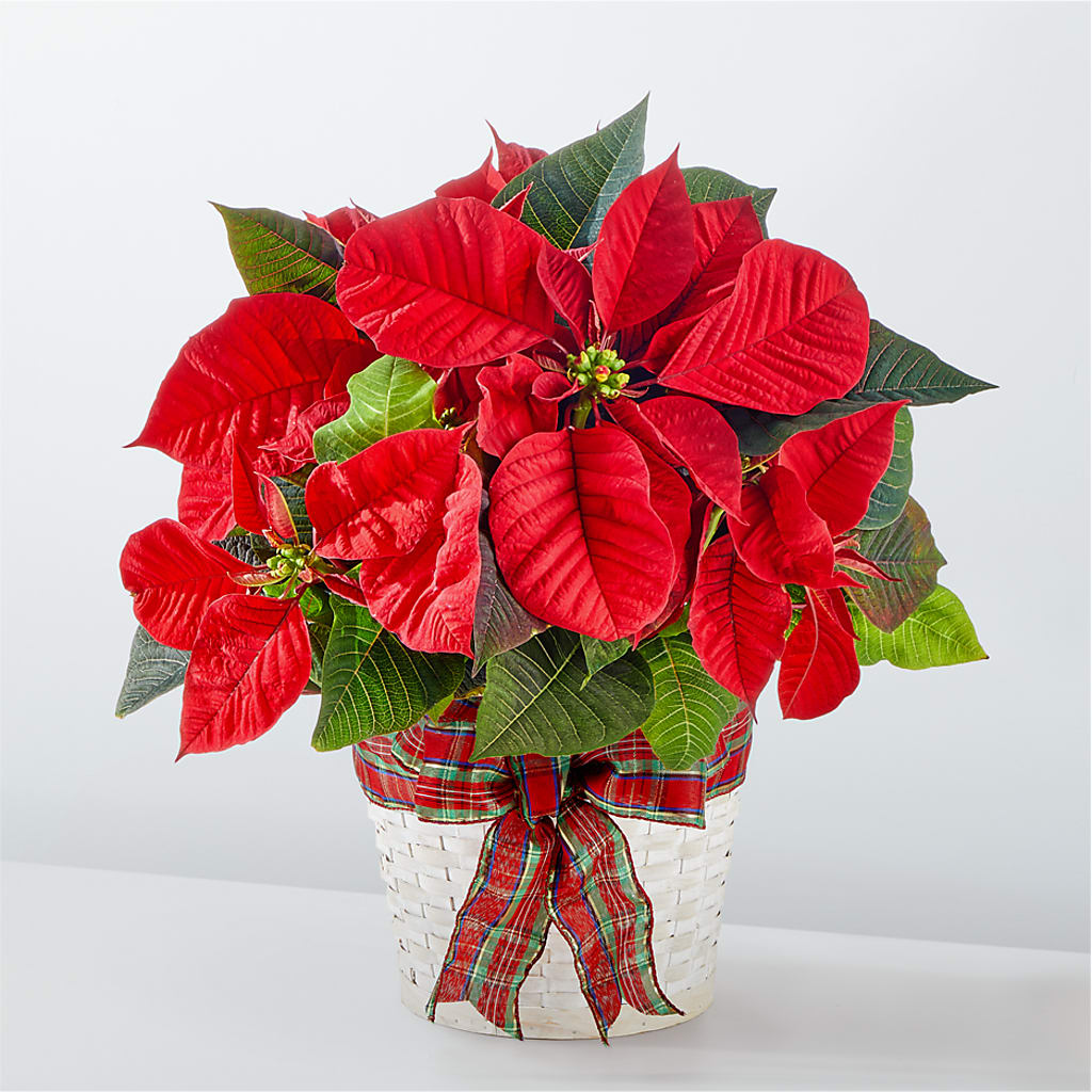 Happiest Holidays Poinsettia – MAGGIE'S FLORIST AND GIFTS, Decatur AL