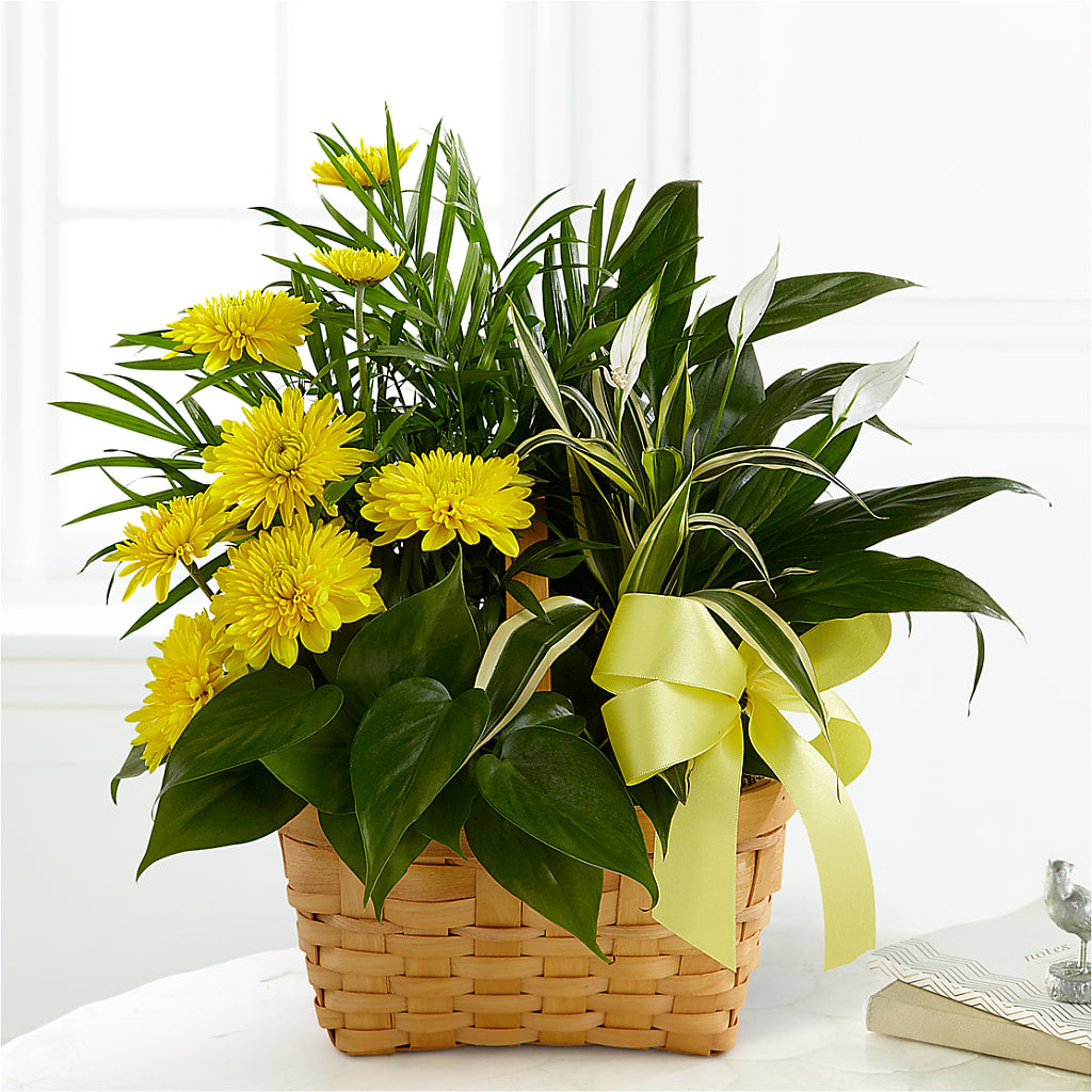 Loving Light Dishgarden – MAGGIE'S FLORIST AND GIFTS, Decatur AL