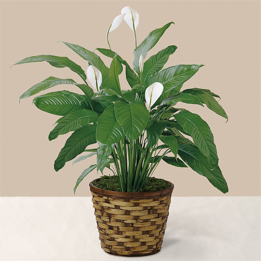 Tranquil Moments Peace Lily Plant – MAGGIE'S FLORIST AND GIFTS, Decatur AL