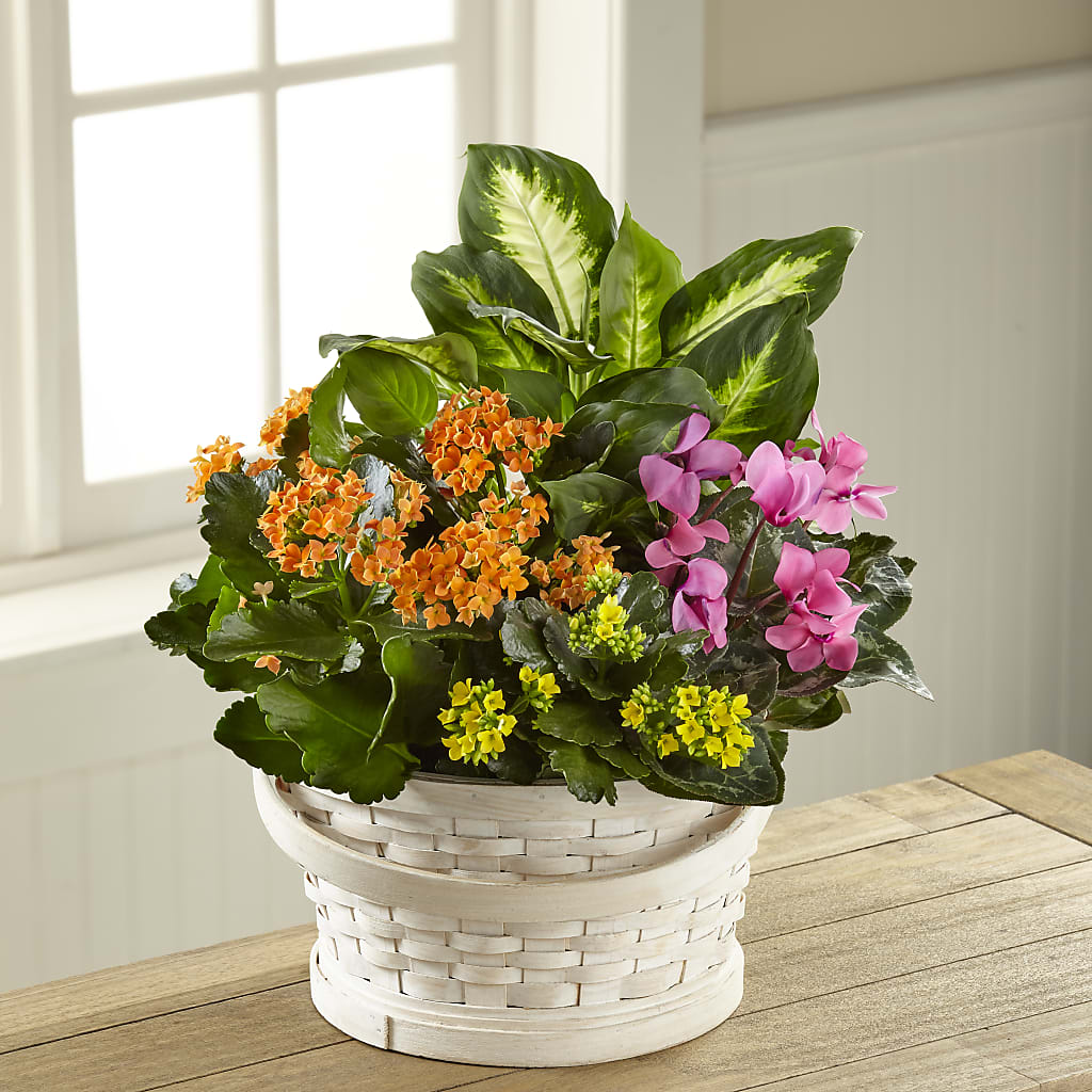 Color Crush Dishgarden – MAGGIE'S FLORIST AND GIFTS, Decatur AL