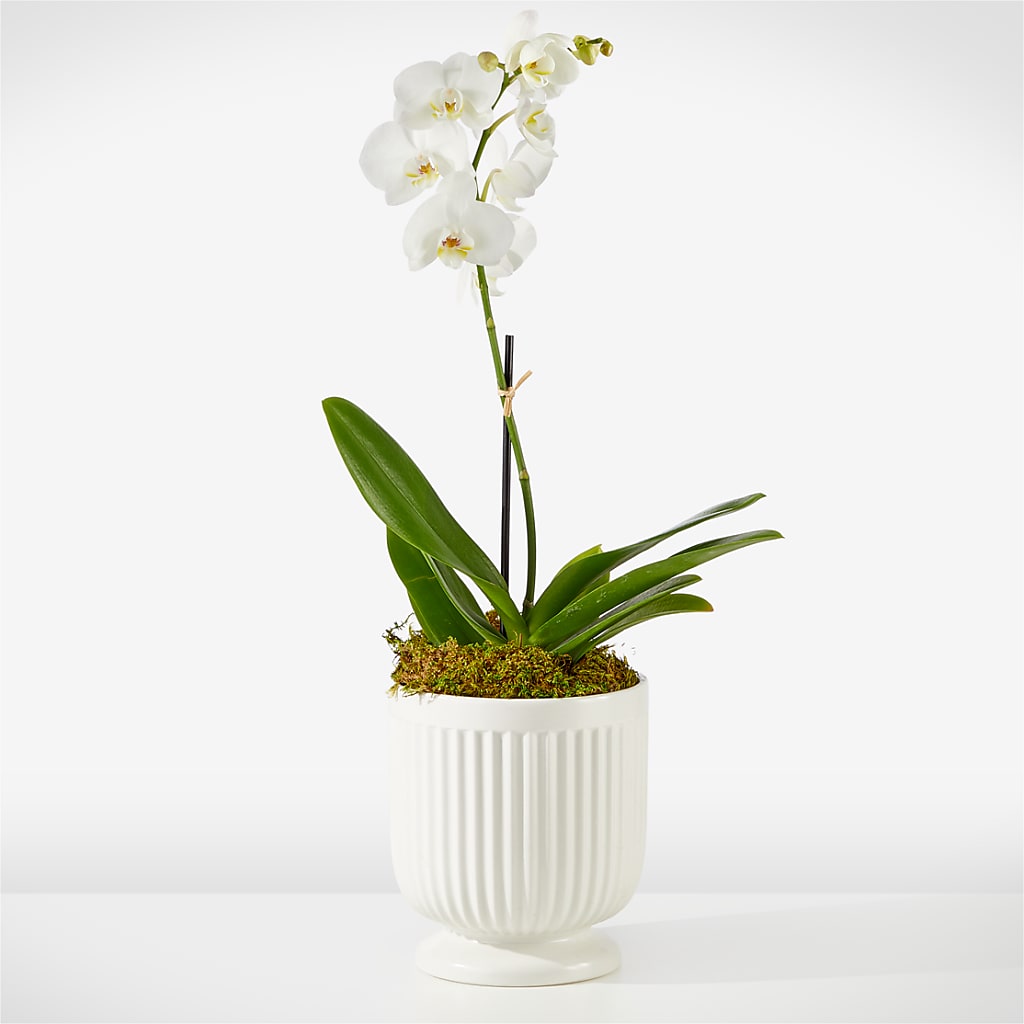 Whispering White Orchid – MAGGIE'S FLORIST AND GIFTS, Decatur AL