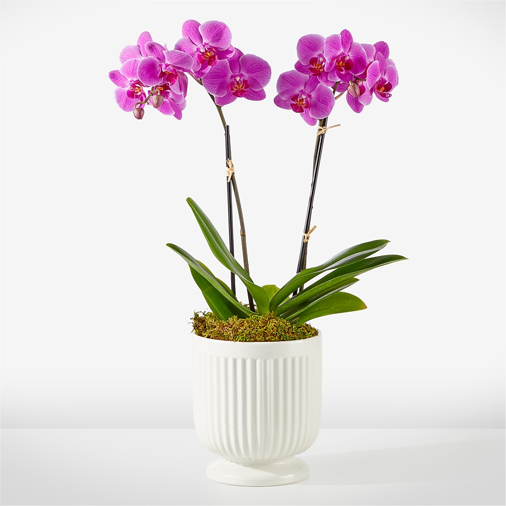Friendly Fuchsia Orchid – MAGGIE'S FLORIST AND GIFTS, Decatur AL