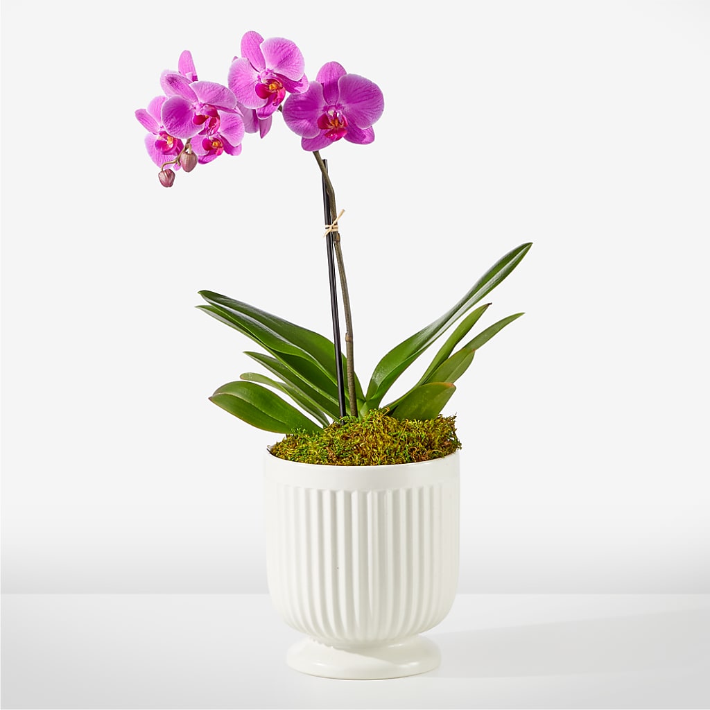 Friendly Fuchsia Orchid – MAGGIE'S FLORIST AND GIFTS, Decatur AL