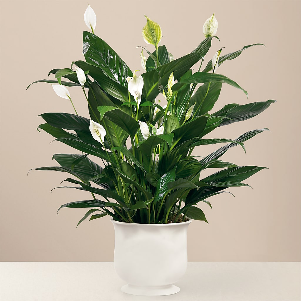 Comfort Planter – MAGGIE'S FLORIST AND GIFTS, Decatur AL