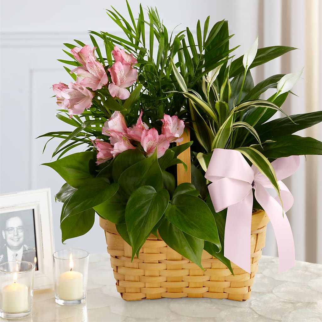 Living Spirit Dishgarden – MAGGIE'S FLORIST AND GIFTS, Decatur AL