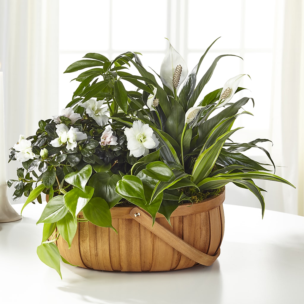 Serene Dishgarden – MAGGIE'S FLORIST AND GIFTS, Decatur AL