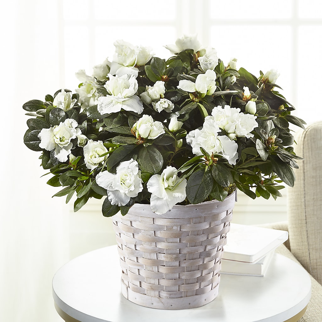 White Azalea Plant – MAGGIE'S FLORIST AND GIFTS, Decatur AL