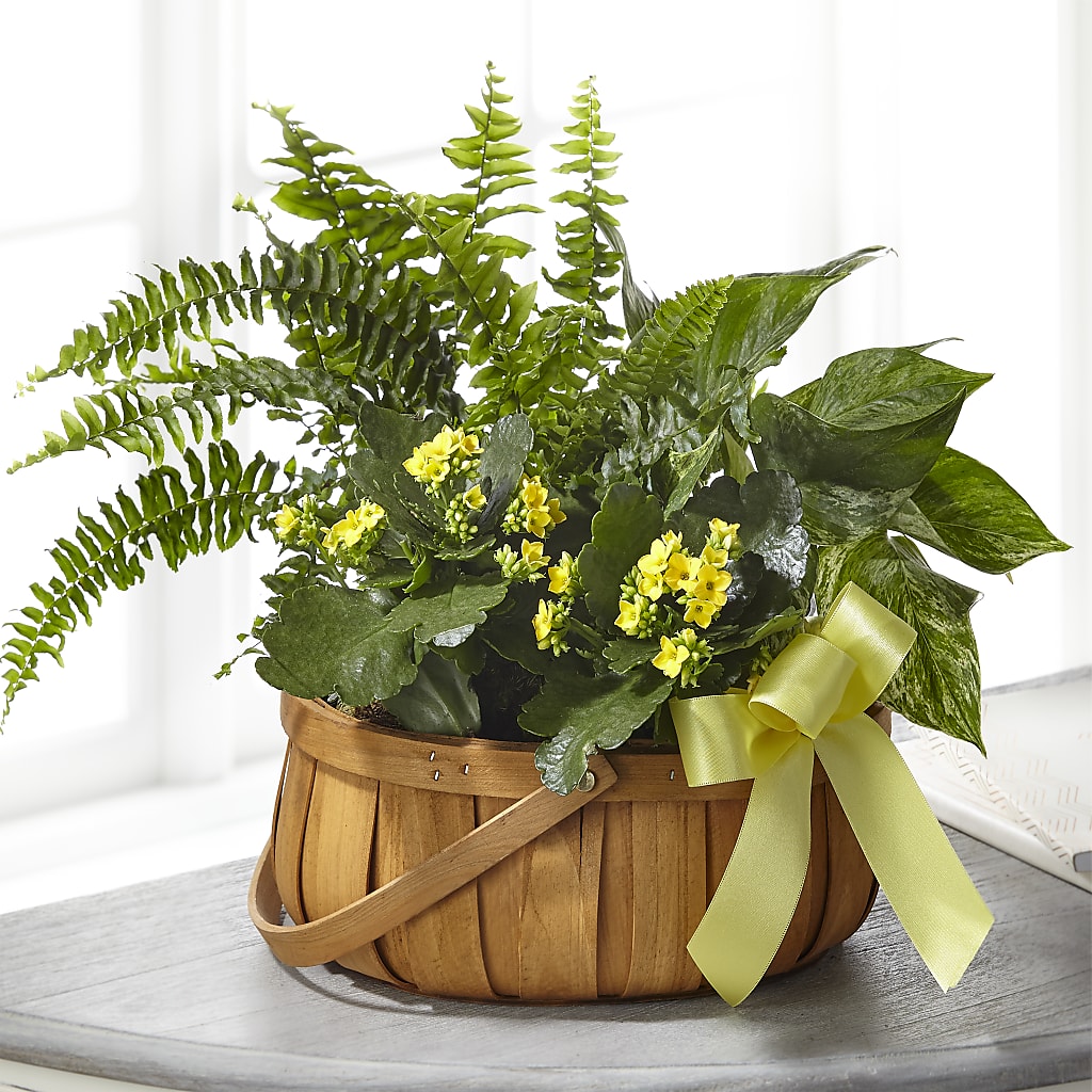 Always Dear Dishgarden – MAGGIE'S FLORIST AND GIFTS, Decatur AL