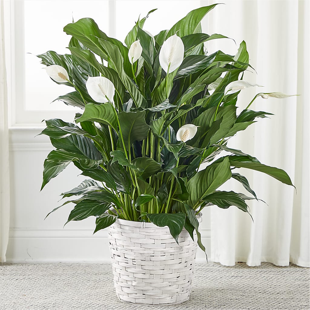 A New Leaf Peace Lily – MAGGIE'S FLORIST AND GIFTS, Decatur AL