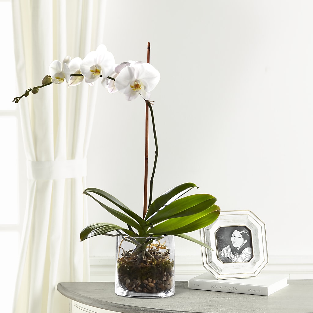 White Orchid Planter – MAGGIE'S FLORIST AND GIFTS, Decatur AL