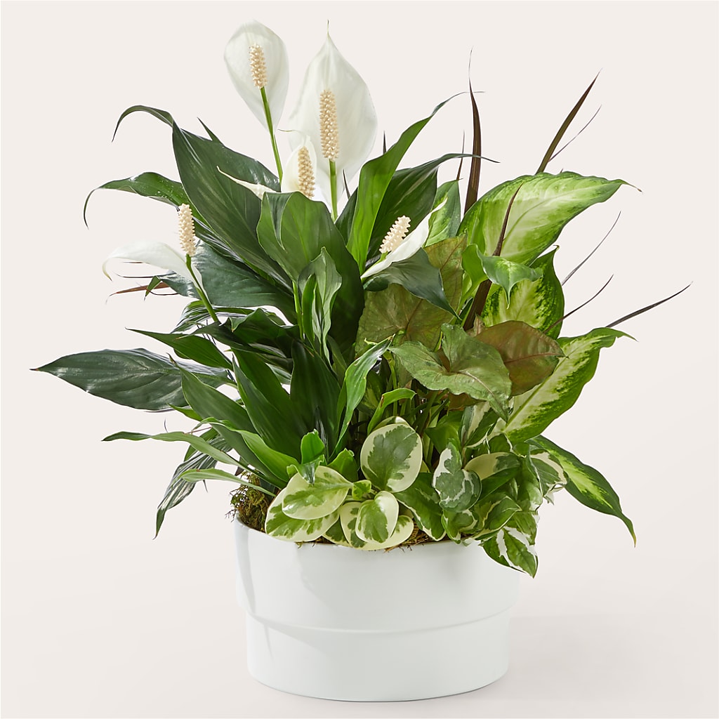 Radiating Positivity Dishgarden – MAGGIE'S FLORIST AND GIFTS, Decatur AL