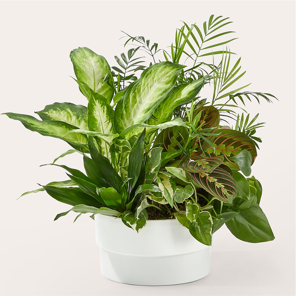 Radiating Positivity Dishgarden – MAGGIE'S FLORIST AND GIFTS, Decatur AL
