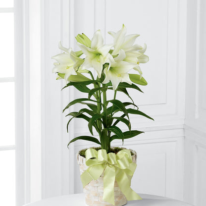 Easter Lily Plant – MAGGIE'S FLORIST AND GIFTS, Decatur AL