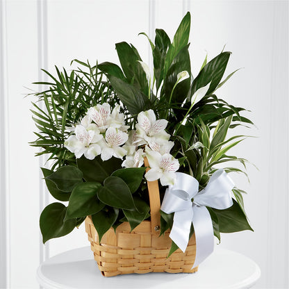 Peace & Serenity Dishgarden – MAGGIE'S FLORIST AND GIFTS, Decatur AL