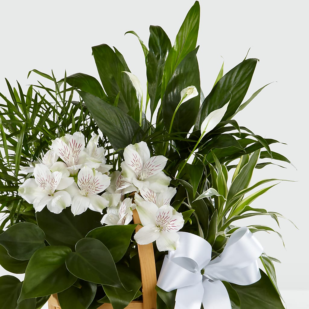 Peace & Serenity Dishgarden – MAGGIE'S FLORIST AND GIFTS, Decatur AL