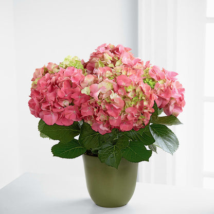 Pink Hydrangea Planter – MAGGIE'S FLORIST AND GIFTS, Decatur AL