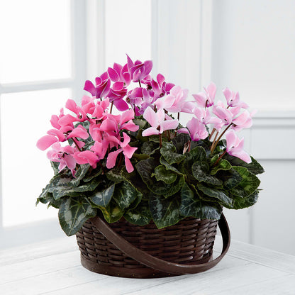 Mixed Cyclamen Planter – MAGGIE'S FLORIST AND GIFTS, Decatur AL