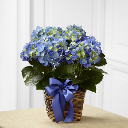Blue Hydrangea Planter – MAGGIE'S FLORIST AND GIFTS, Decatur AL