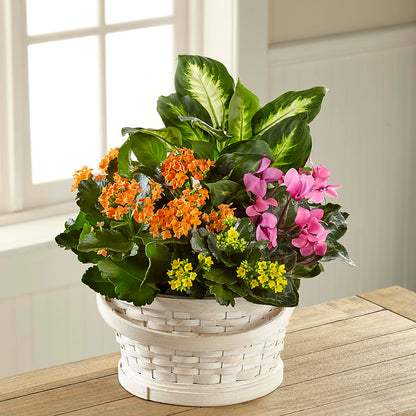 Color Crush Dishgarden – MAGGIE'S FLORIST AND GIFTS, Decatur AL