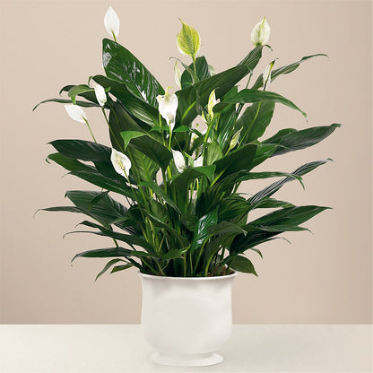 Comfort Planter – MAGGIE'S FLORIST AND GIFTS, Decatur AL