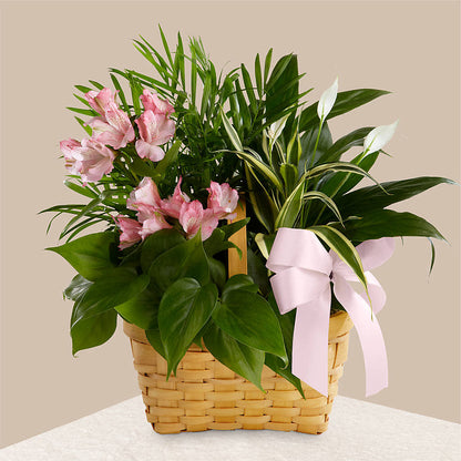 Living Spirit Dishgarden – MAGGIE'S FLORIST AND GIFTS, Decatur AL