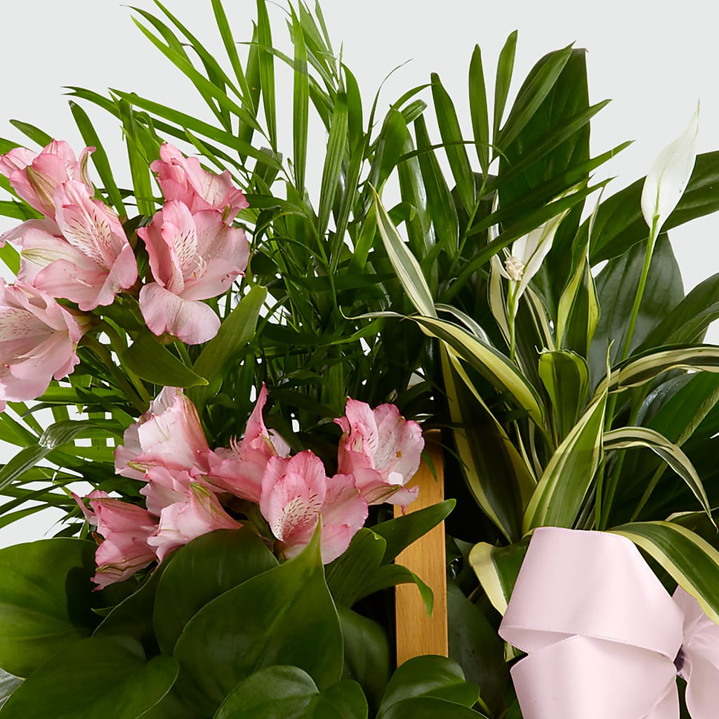 Living Spirit Dishgarden – MAGGIE'S FLORIST AND GIFTS, Decatur AL
