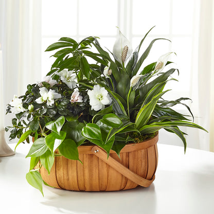 Serene Dishgarden – MAGGIE'S FLORIST AND GIFTS, Decatur AL