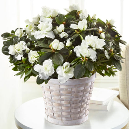 White Azalea Plant – MAGGIE'S FLORIST AND GIFTS, Decatur AL