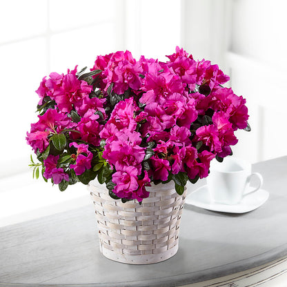 Hope & Serenity Azalea Plant – MAGGIE'S FLORIST AND GIFTS, Decatur AL