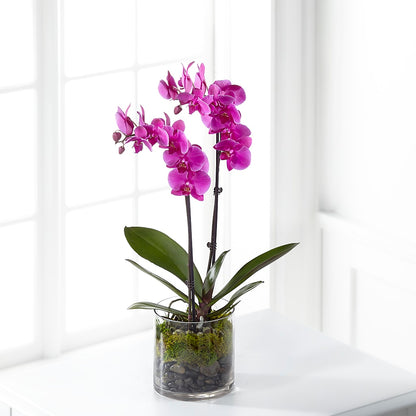 Pink Orchid Plant – MAGGIE'S FLORIST AND GIFTS, Decatur AL