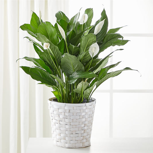 A New Leaf Peace Lily – MAGGIE'S FLORIST AND GIFTS, Decatur AL