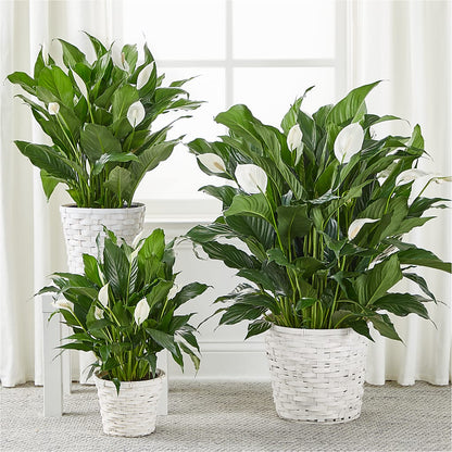 A New Leaf Peace Lily – MAGGIE'S FLORIST AND GIFTS, Decatur AL