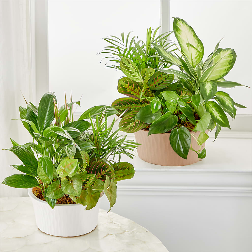 Balance & Harmony Dishgarden – MAGGIE'S FLORIST AND GIFTS, Decatur AL