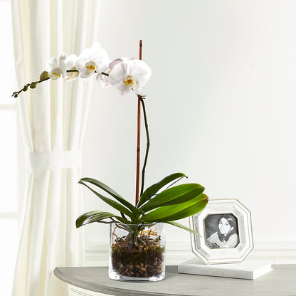 White Orchid Planter – MAGGIE'S FLORIST AND GIFTS, Decatur AL